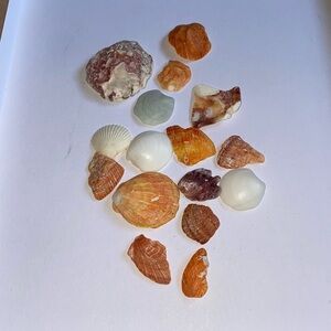 Authentic sea shells